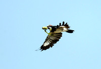 Acorn Woodpecker/ Pica-pau-das-bolotas