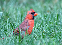 Cardinal/ Northern Cardinal