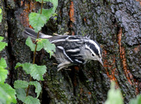 Riscadinha/ Black-and-white Warbler