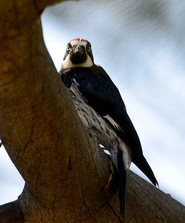 Acorn Woodpecker/ Pica-pau-das-bolotas