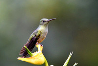 Birds Costa Rica