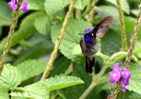 Beija-flor-de-cabeça-roxa/ Violet-headed Hummingbird