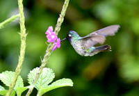 Beija-flor-de-cabeça-roxa/ Violet-headed Hummingbird