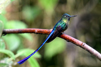 Birds Equador (w/ Galapagos)