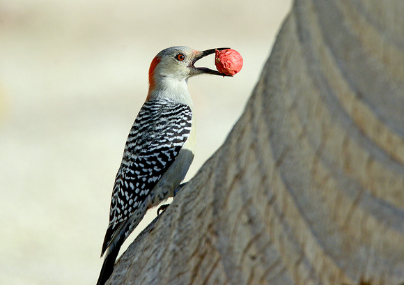 Pica-pau-carolino/ Red-bellied Woodpecker