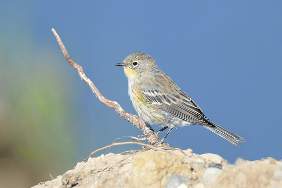 Mariquita-coroada/ Yellow-rumped Warbler
