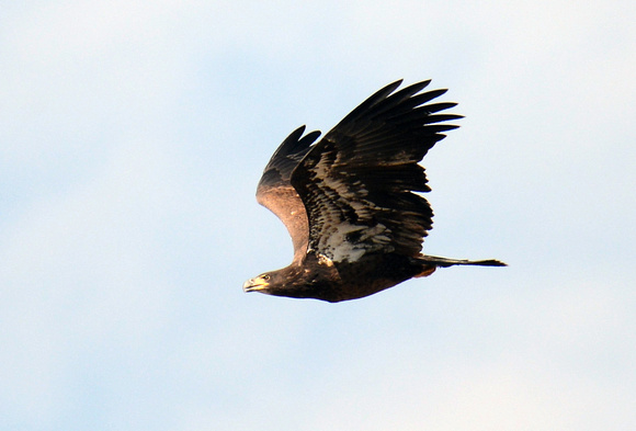 Bald Eagle (juv.)