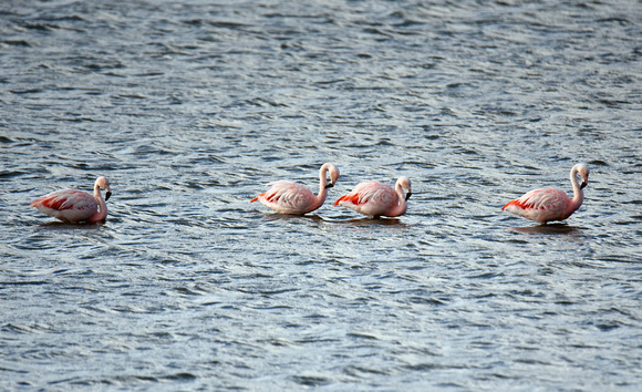Flamingo Chileno/ Flamenco Chileno