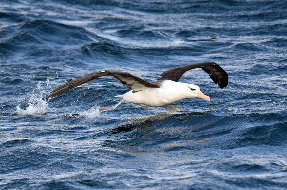 Albatroz-de-sobrancelha/ Albatros de ceja negra