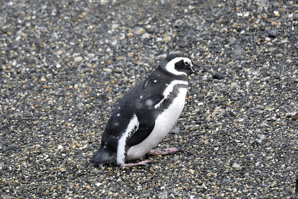 Pinguim-de-magalhães/ Pinguino-de-magallanes
