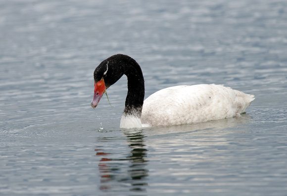 Cisne-de-pescoço-preto/ Cisne de cuello negro
