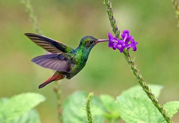 Beija-flor-de-cauda-ruiva/ Rufous-tailed hummingbird