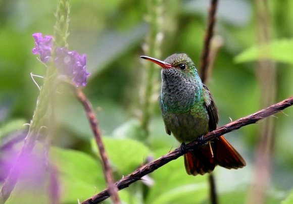 Beija-flor-de-cauda-ruiva/ Rufous-tailed hummingbird
