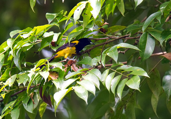 Black-cowled Oriole