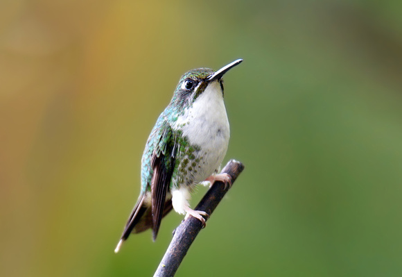 Booted Racket-tail (♀)