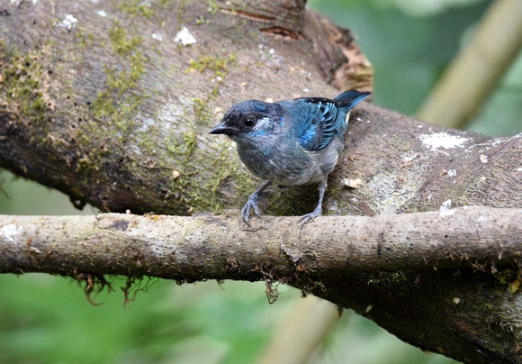 Golden-naped Tanager (?)