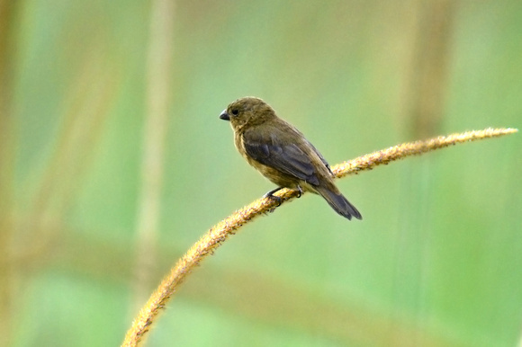 Variable Seedeater (♀)