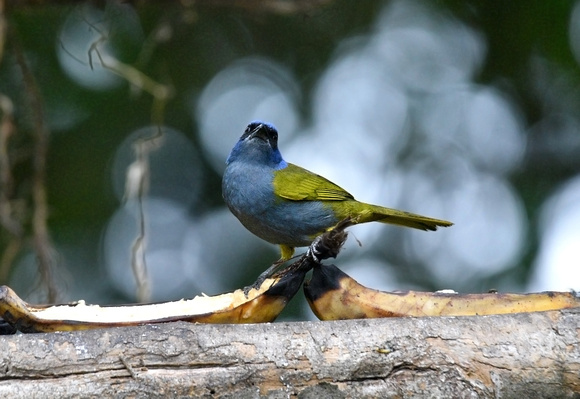 Blue-capped tanager