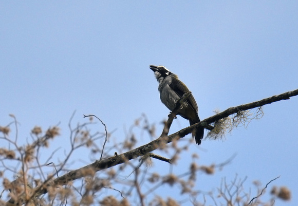 Black-winged Saltator
