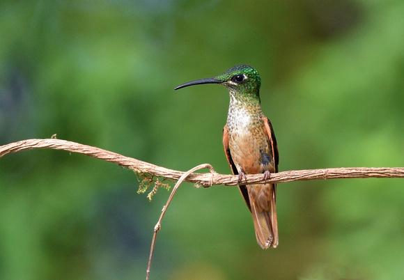 Fawn-breasted Brilliant (♀)