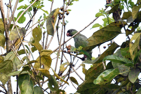 Red-Billed Parrot