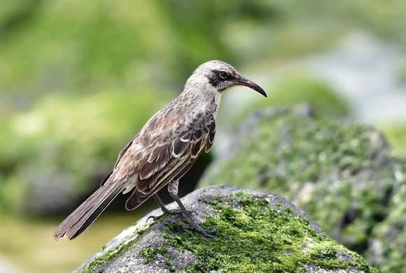 Española Mockingbird