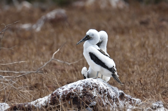 Blue-footed Booby (chicks)