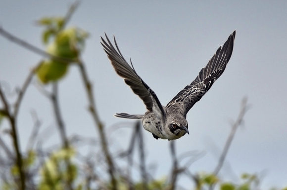 Española mockingbird