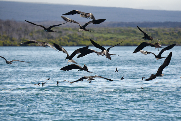 Frigatebirds and Storm-Petrels